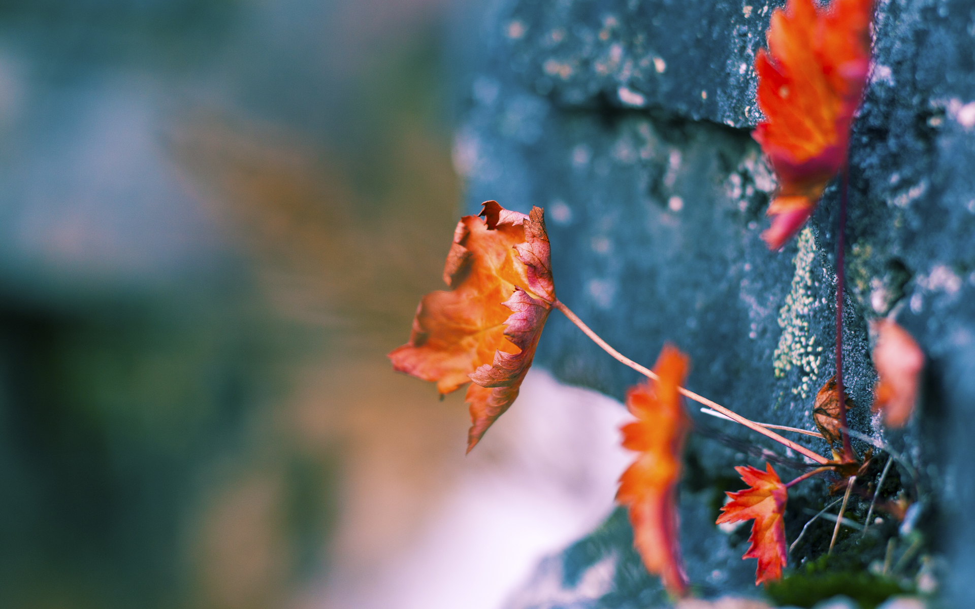 【训练技巧】丁俊晖：数十年的康复与精细训练经验分享，丁俊晖介绍