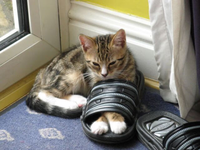 九游网页版官网-史上最年轻“冠军射手”登顶，未来星光璀璨，最年轻的世界冠军是谁